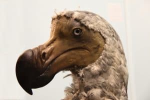 Dodo Content