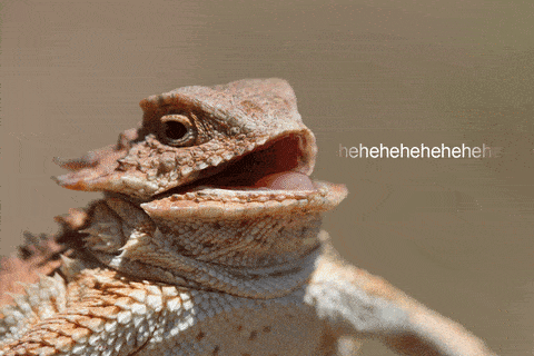 2 lizard brain